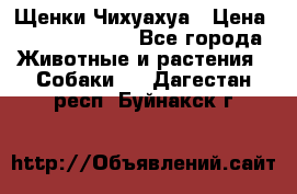 Щенки Чихуахуа › Цена ­ 12000-15000 - Все города Животные и растения » Собаки   . Дагестан респ.,Буйнакск г.